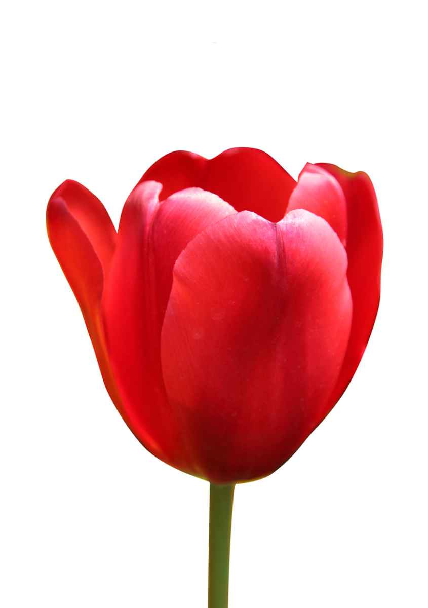 25 Blumenkarten - Maison Fidele