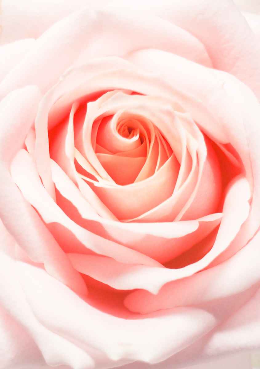 25 Blumenkarten - Maison Fidele