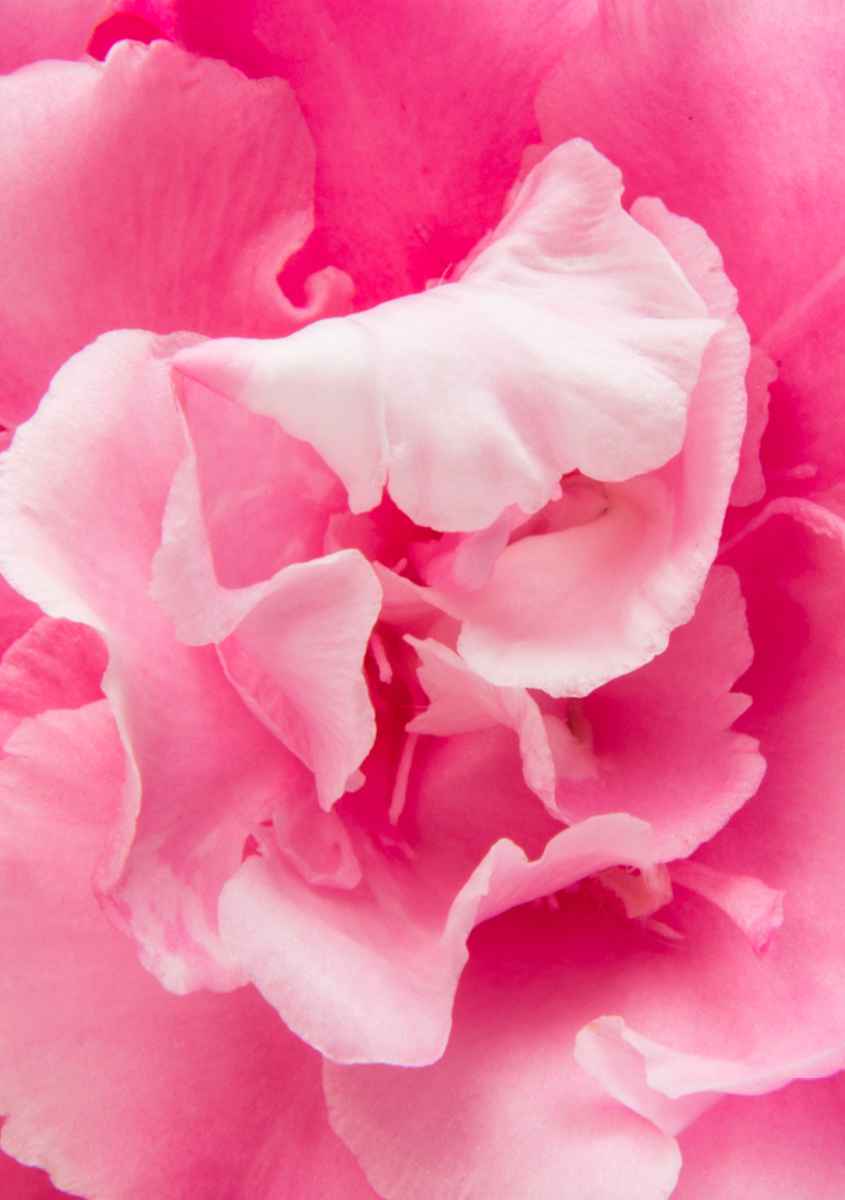 25 Blumenkarten - Maison Fidele